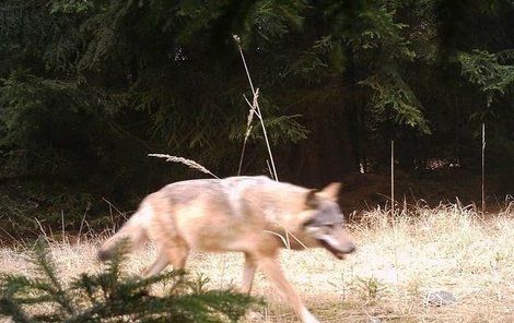 V oblasti Máchova jezera se vlci cítí jako doma.