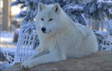 Tomuhle krásnému vlkovi jen tak zima nebude!