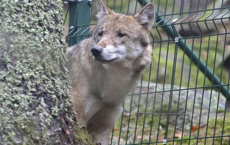 Vlci na Šumavě jsou od volné přírody odděleni třímetrovým plotem a ohradníkem.