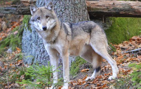 Vlků je v Česku několik desítek.