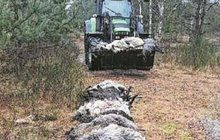 Vlčí masakr: O úplňku roztrhali 65 ovcí a koz! 