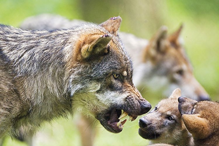 Vyhubení vlci se nevracejí jen do Skandinávie, ale i na mnoho dalších míst Evropy