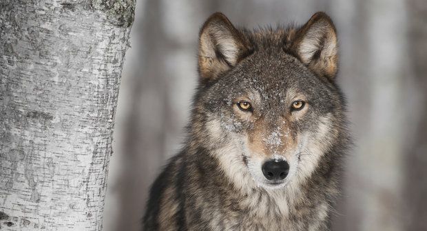 Záhadná proměna: Jak se z vlka stal pes
