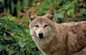 Vlk himalájský je největší z indických poddruhů vlků a vyskytuje se ve velehorských oblastech na severu země