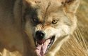 Vlk se objevuje v řadě pohádek, mýtů a legend - někdy jako kladný typ, jindy záporný