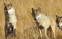 Vědci odhadují, že dnes žije v Mongolsku 10–20 tisíc vlků