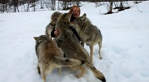 Tanec s vlky: Smečka vítá ošetřovatelku