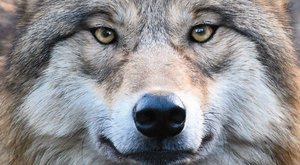 Nevinné šelmy: Vlci raději loví divoká zvířata