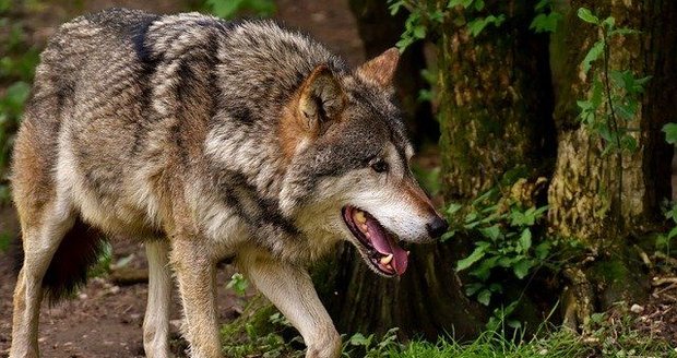 Na Třinecku útočí vlci: Roztrhali už několik ovcí! Útoky  se budou asi opakovat