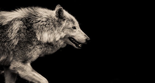 Ztracený svět šelem: Jak se vlk stal nepřítelem člověka