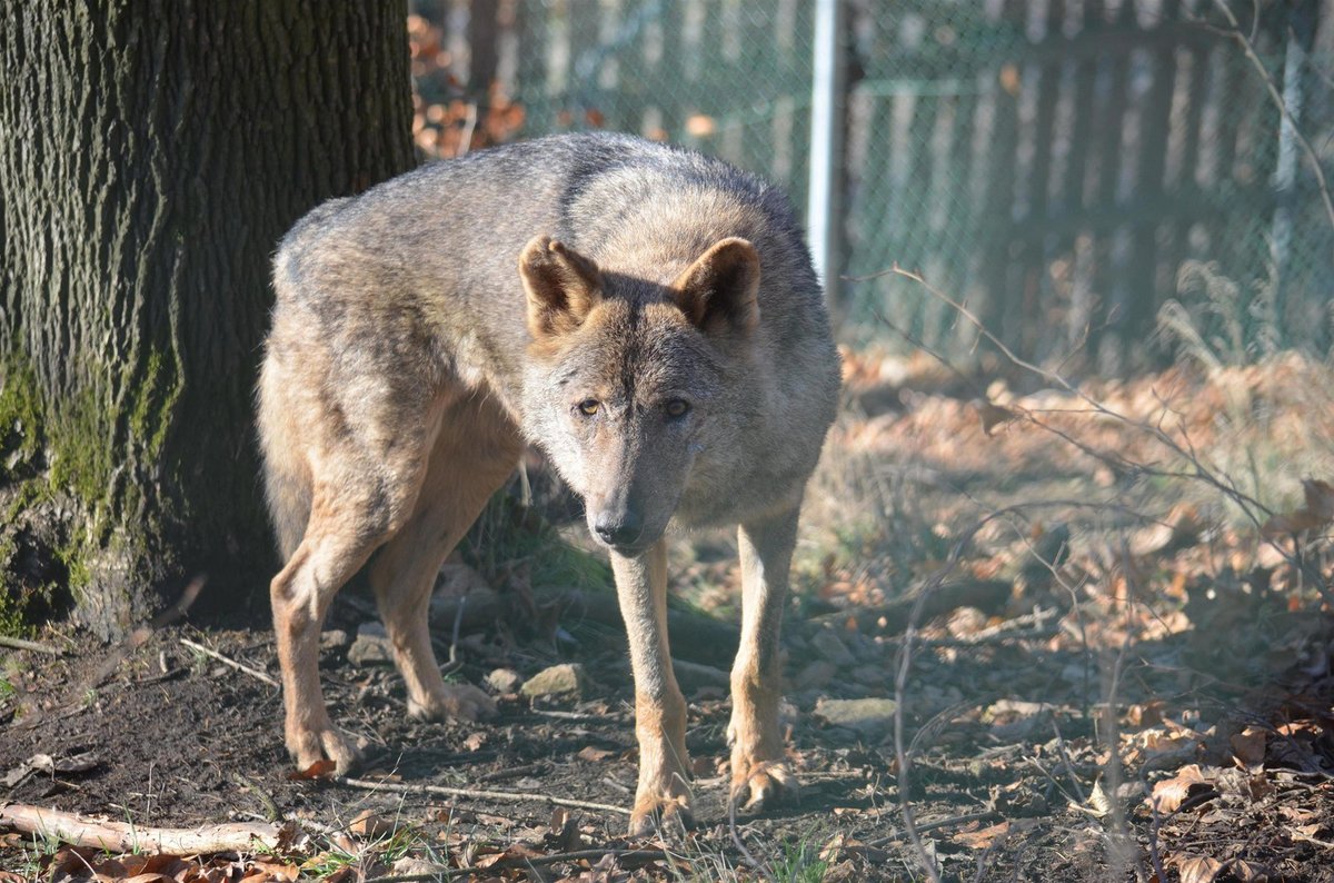 Souboje vlčích bratrů byly již neúnosné.