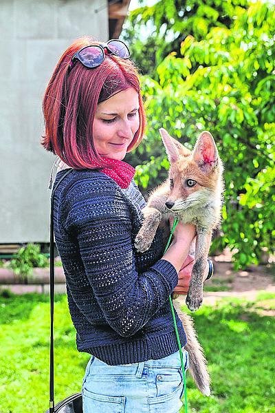 Redaktorka s Rebelkou. A výzva pro naši fotografku. Liška v náručí dlouho nevydržela.