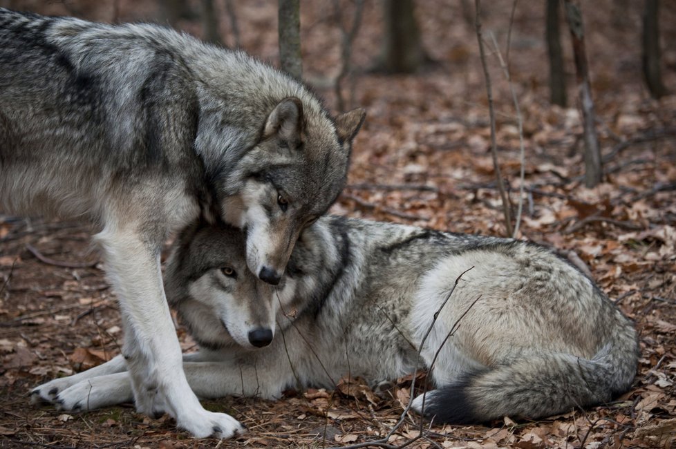 V Česku žije vlků jen několik desítek, ale farmáři je vnímají intenzivně.