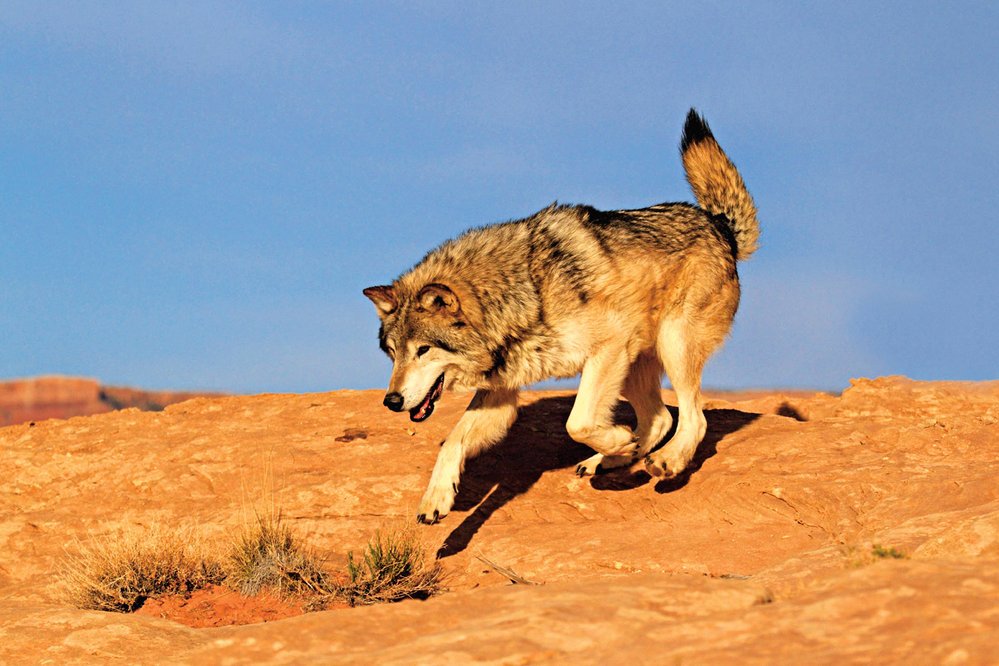Příslušníci rodu Canis (na obrázku vlk) mají podobné genomy, jejich křížení není tedy komplikované