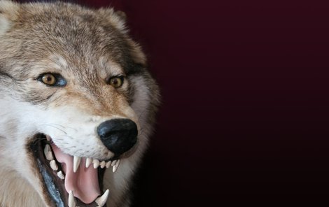 Pro Norsko je potrestání lovců vlků přelomové.