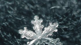 Hvězdicovitý keřík - Ploché, rozvětvené krystaly o průměru 2 až 4 mm znáte z vánočních výzdob. Hvězdici můžete v přírodě najít zhruba při teplotách mínust 2 až mínus 15 stupňů