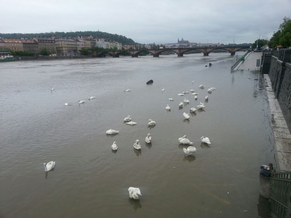Z rozvodněné řeky mají radost tak leda labutě.