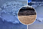 Desítky ovcí na farmě ve Vnitřním Mongolsku chodily v soustředěném kruhu.