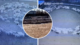 Desítky ovcí na farmě ve Vnitřním Mongolsku chodily v soustředěném kruhu.