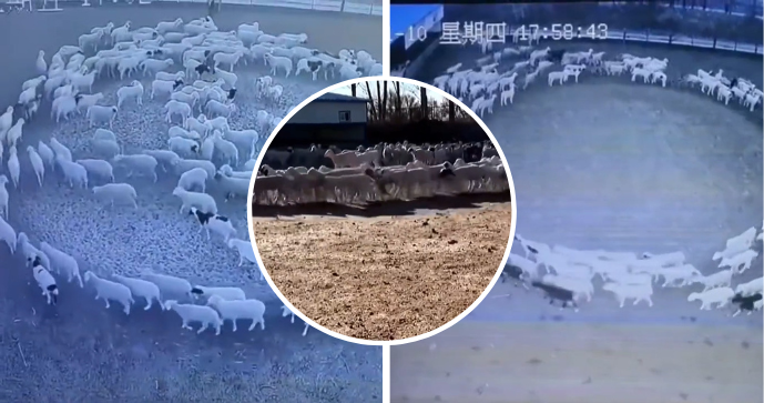 Desítky ovcí na farmě ve Vnitřním Mongolsku chodily v soustředěném kruhu.