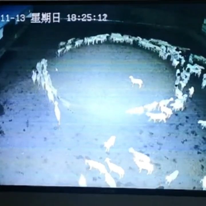 Desítky ovcí na farmě ve Vnitřním Mongolsku chodily v soustředěném kruhu.