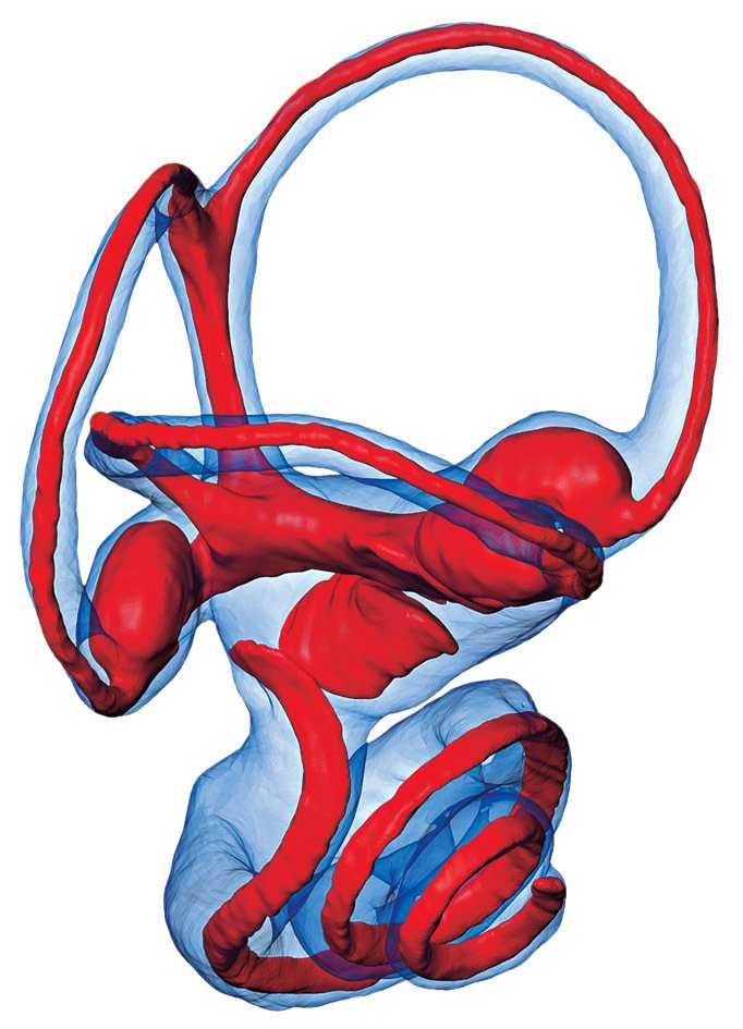 Vnitřní ucho současné opice kotula veverovitého. Kostěná část uvnitř spánkové kosti je vyznačena modře, měkké tkáně červeně