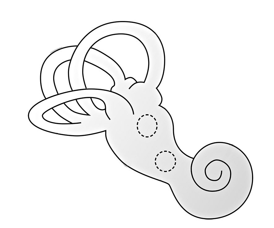 Vnitřní ucho je nejen orgánem sluchu, ale také rovnováhy