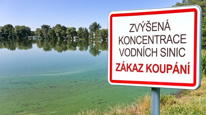 Sinice mohou být zdraví nebezpečné. U žen způsobí i neplodnost! Sinice mohou být zdraví nebezpečné. U žen způsobí i neplodnost!