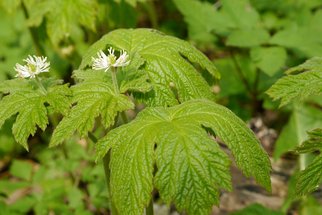 Hydrastis canadensis neboli vodilka kanadská: Na žlutou rýmu, zácpu i žlučník