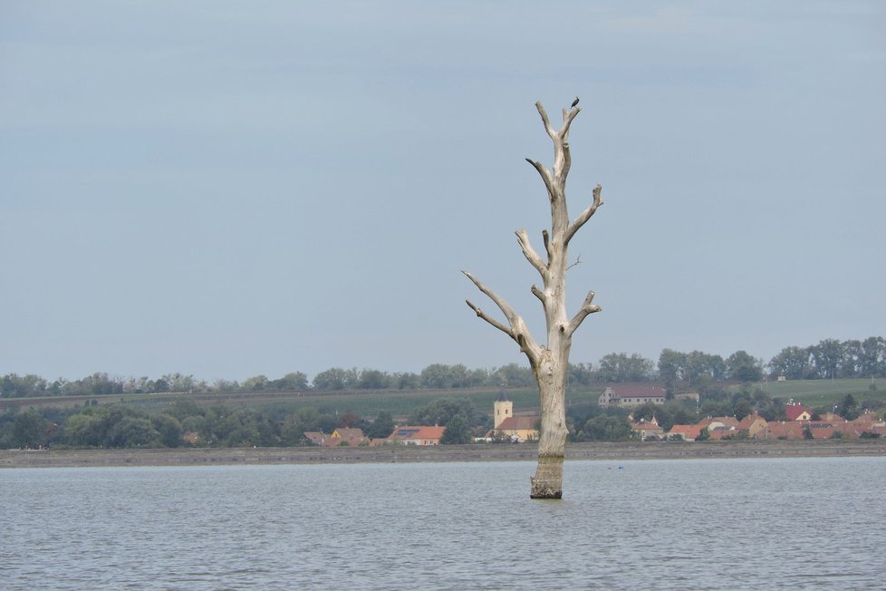 Tento strom nevadí. Odstřely kmenů v poklidu přečká tento strom, je totiž pro všechny lodě dobře viditelný.