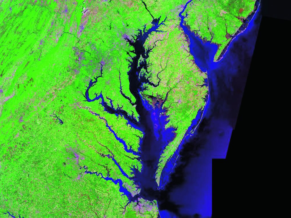 Vodní vegetace v zálivu Chesapeake