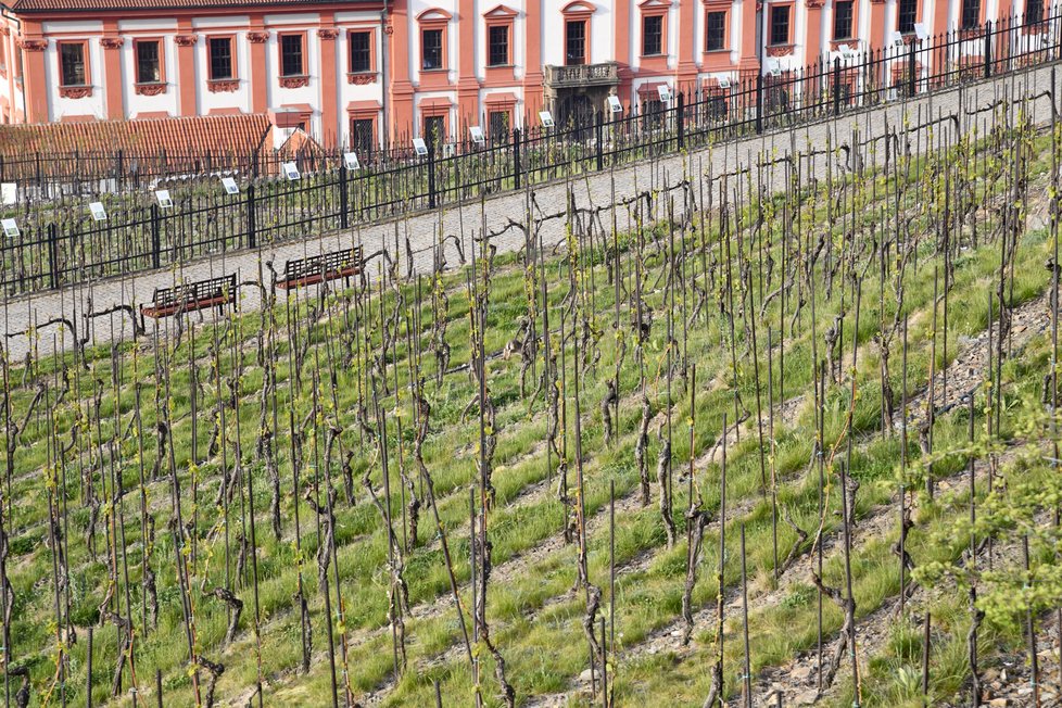 Vodovodní potrubí vede přímo z Vltavy přes zámecké zahrady, vinici sv. Kláry rovnou do areálu botanické zahrady.
