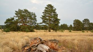 Tip na výlet: Za vátými písky, které na Hodonínsku paradoxně zachránili vojáci Tip na výlet: Za vátými písky, které na Hodonínsku paradoxně zachránili vojáci