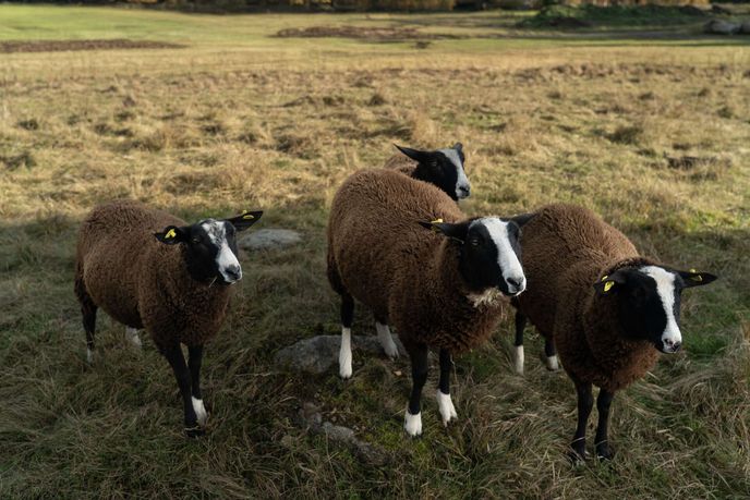 Ovece na Farmě Vojty Kotka Ovece na Farmě Vojty Kotka