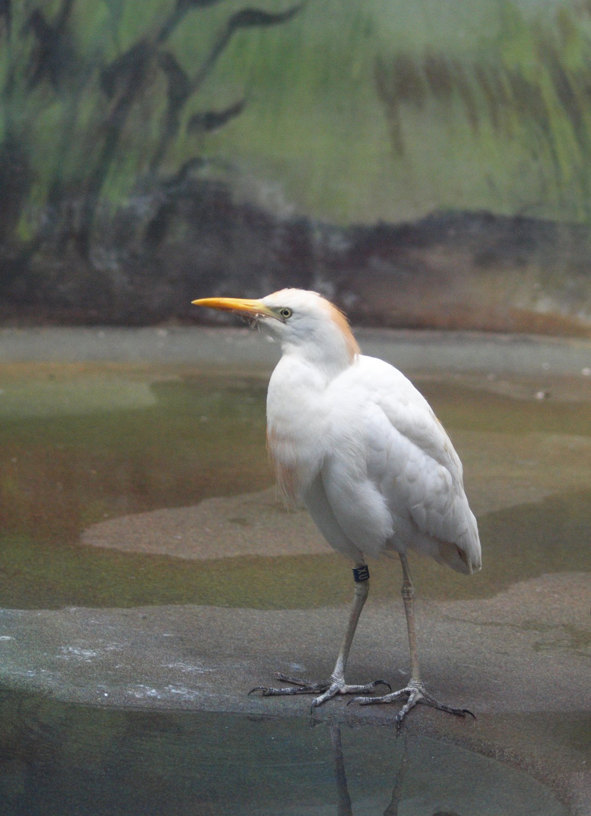 Ptačího dobrodruha už opět mohou obdivovat návštěvníci v královédvorské zoo.