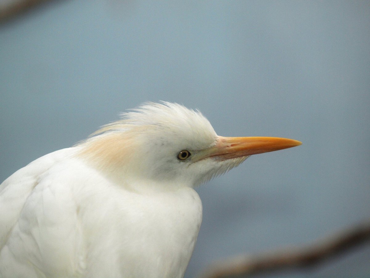Ptačího dobrodruha už opět mohou obdivovat návštěvníci v královédvorské zoo.