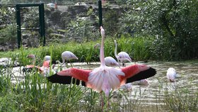 Mokřad Mallorky v plzeňské zoo: Plameňáci mají novou voliéru