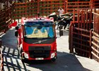 Volvo FL v honičce s býky v ulicích Ciudad Rodrigo (2x video)