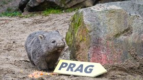 Nový přírůstek do pražské zoo vombat Cooper se narodil v Německu v Erlebnis-Zoo Hannover.