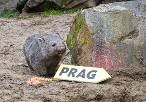 Nový přírůstek do pražské zoo vombat Cooper se narodil v Německu v Erlebnis-Zoo Hannover.