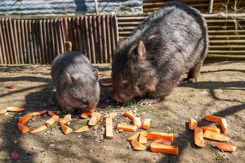 Nový přírůstek do pražské zoo vombat Cooper se narodil v Německu v Erlebnis-Zoo Hannover.