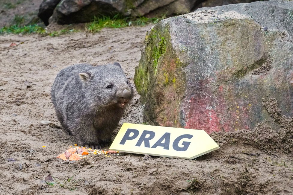 Nový přírůstek do pražské zoo vombat Cooper se narodil v Německu v Erlebnis-Zoo Hannover.  