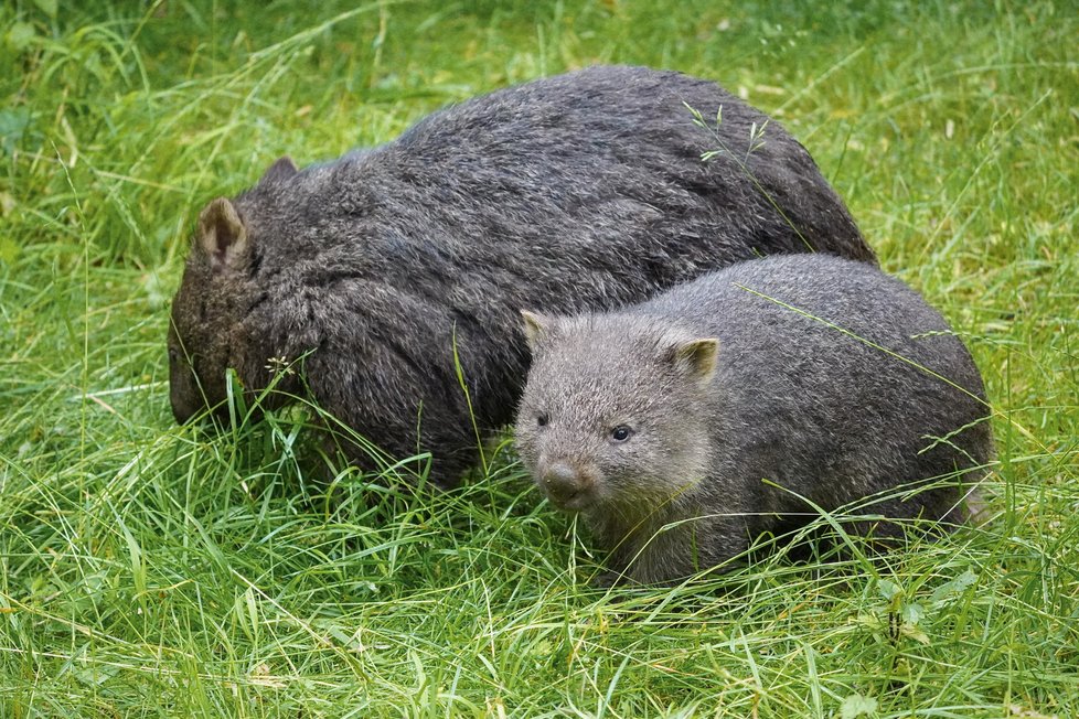 Nový přírůstek do pražské zoo vombat Cooper se narodil v Německu v Erlebnis-Zoo Hannover.  