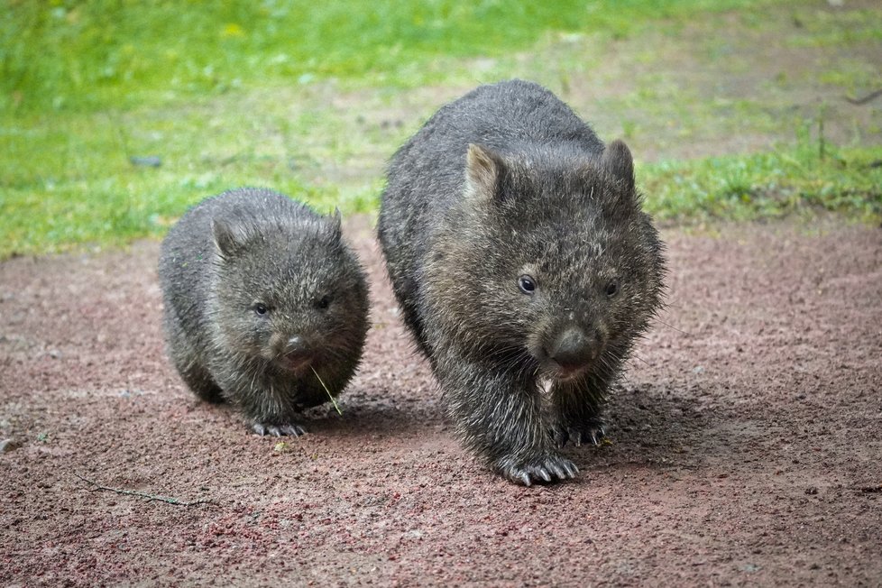 Nový přírůstek do pražské zoo vombat Cooper se narodil v Německu v Erlebnis-Zoo Hannover.