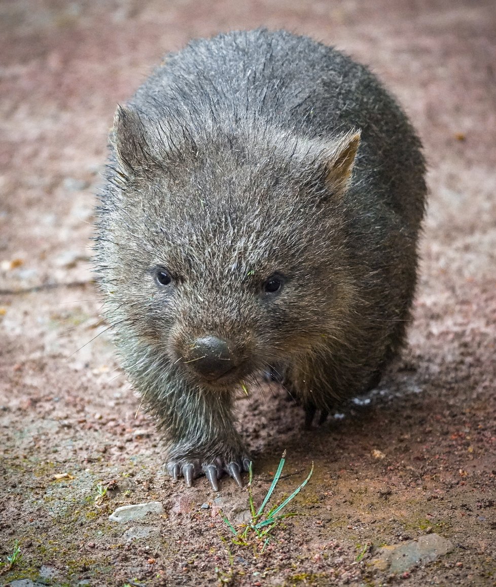 Nový přírůstek do pražské zoo vombat Cooper se narodil v Německu v Erlebnis-Zoo Hannover.  