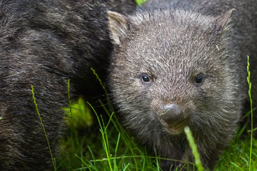 Nový přírůstek do pražské zoo vombat Cooper se narodil v Německu v Erlebnis-Zoo Hannover.