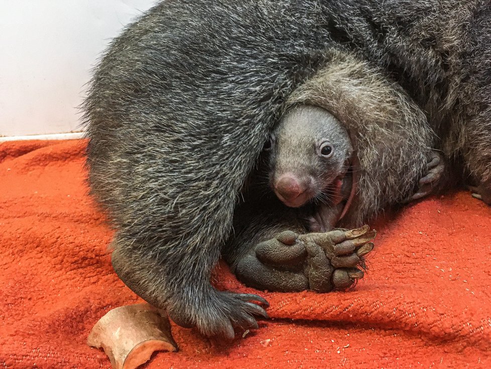 Nový přírůstek do pražské zoo vombat Cooper se narodil v Německu v Erlebnis-Zoo Hannover.