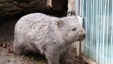 Zoo Praha v sobotu představí nového obyvatele: Vombat Cooper přicestoval z Německa