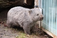 Zoo Praha v sobotu představí nového obyvatele: Vombat Cooper přicestoval z Německa