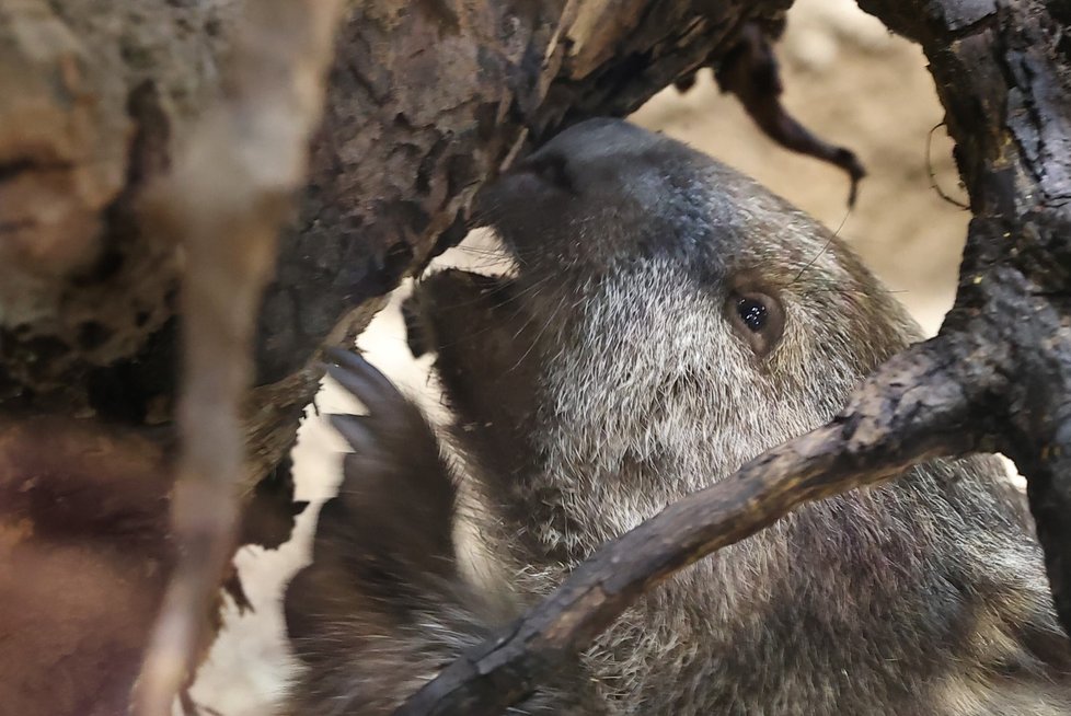 Pražská zoo představila samce vombata Coopera, kterého získala ze zoologické zahrady v Hannoveru. (5. ledna 2022)